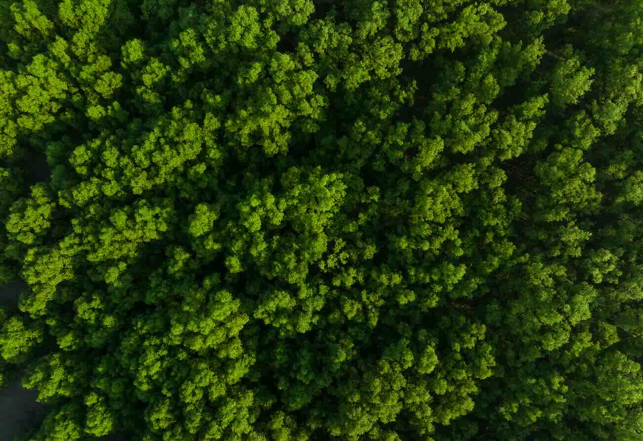 Celebrating Earth Month with Parkay Floors: A Win for Home Improvement Champions